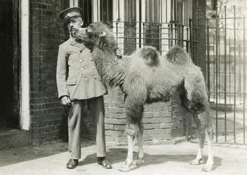 A Bactrian Camel Calf, with Keeper, Four Weeks After Having Been Born in the Menagerie, London Zoo, 1929